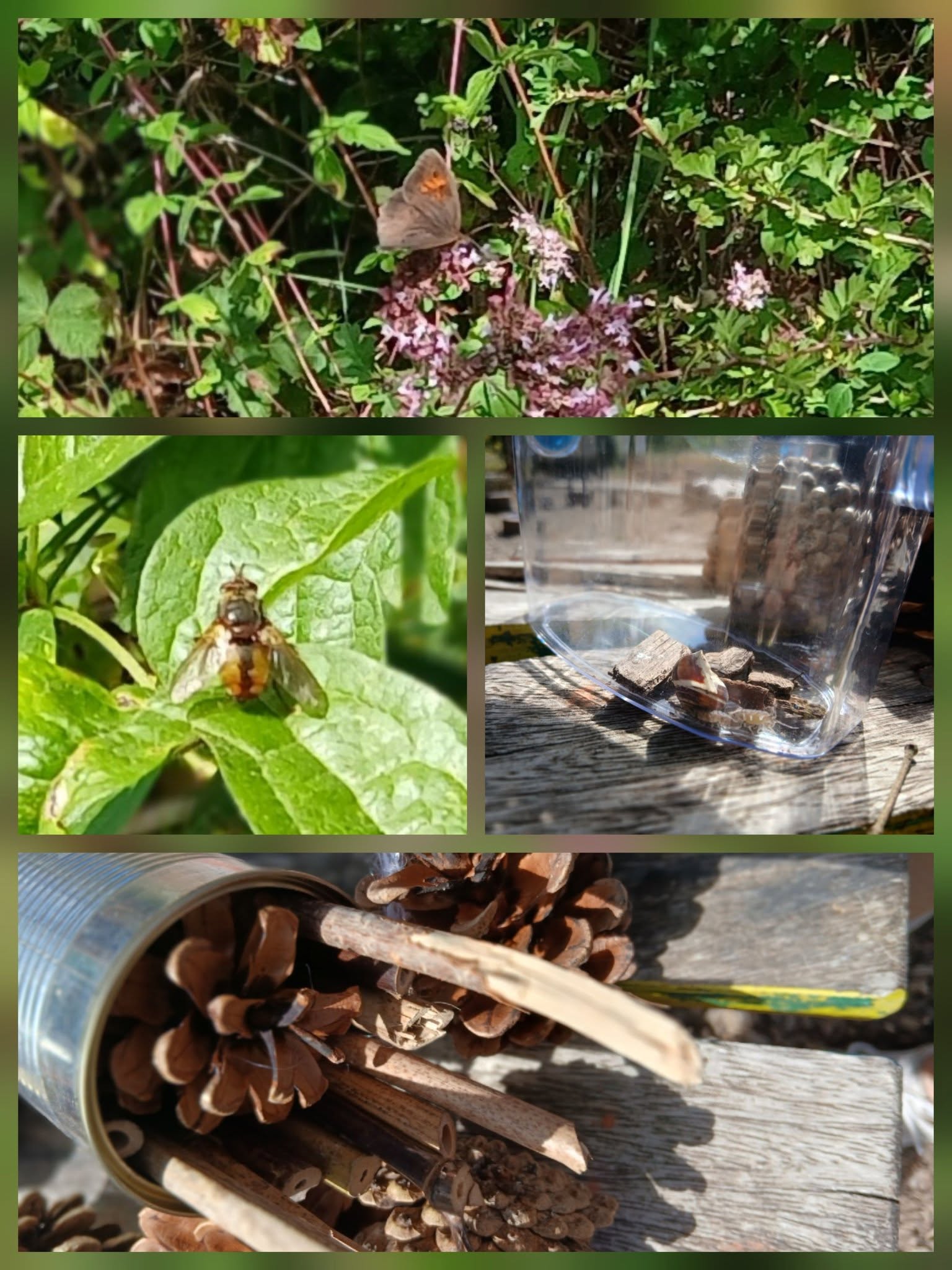 Images of insects in the environment around Caterham.